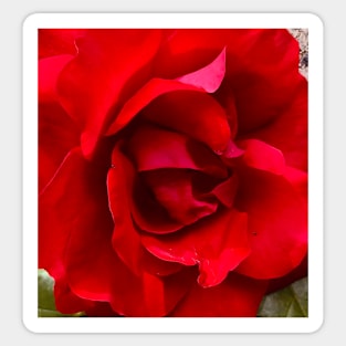 Love as the Red Rose Sticker